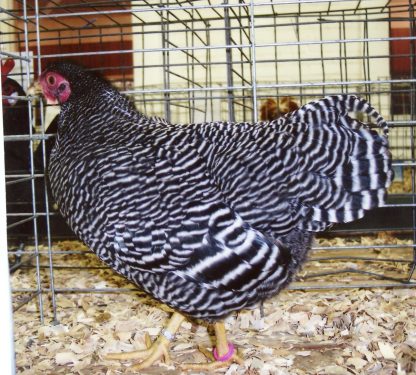 Barred Rock Bantams