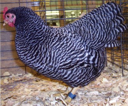 Barred Rock Bantam