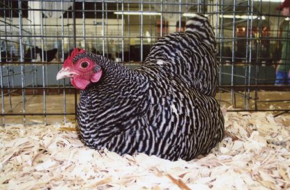 Barred Rock Bantam