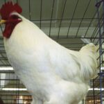 White Jersey Giant Chicken Rooster