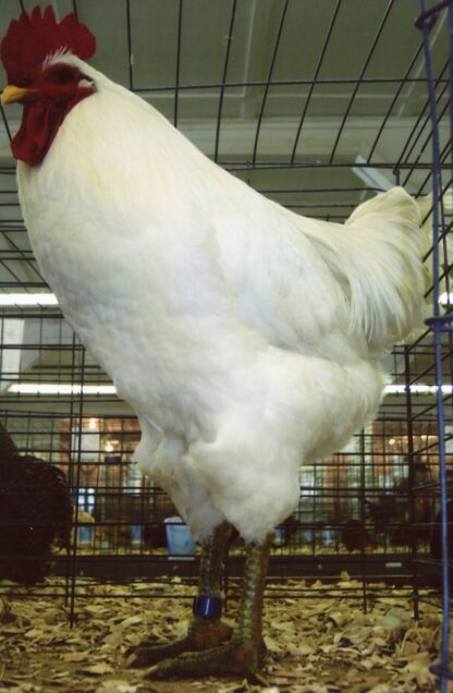 White Jersey Giant Chicken Rooster