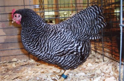 Barred Rock Bantam Chicken Hen