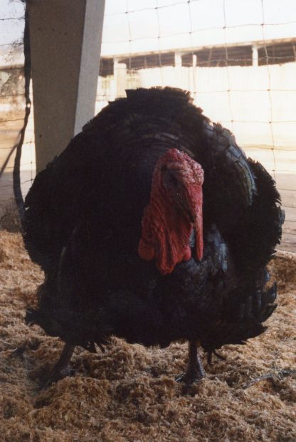 Broad Breasted Bronze Turkey-3782