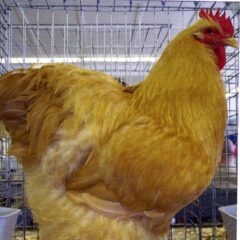 Buff Cochin Standard Chicken Roosters For Sale