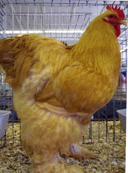 Buff Cochin Standard Chicken Roosters For Sale