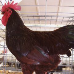 Rhode Island Red Bantam Rooster