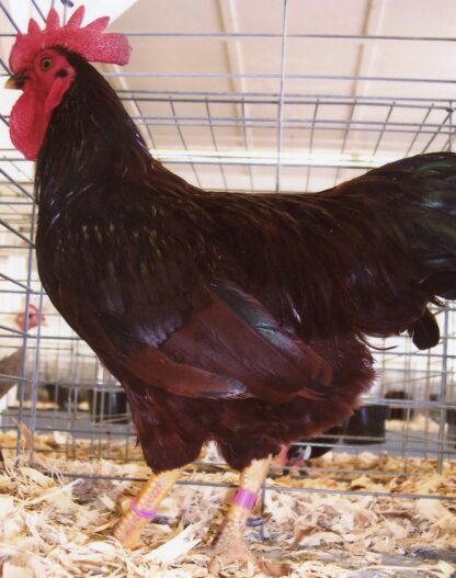 Rhode Island Red Bantam Rooster