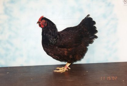 Rhode Island Red Bantam