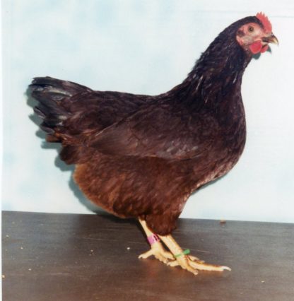 Rhode Island Red Bantam