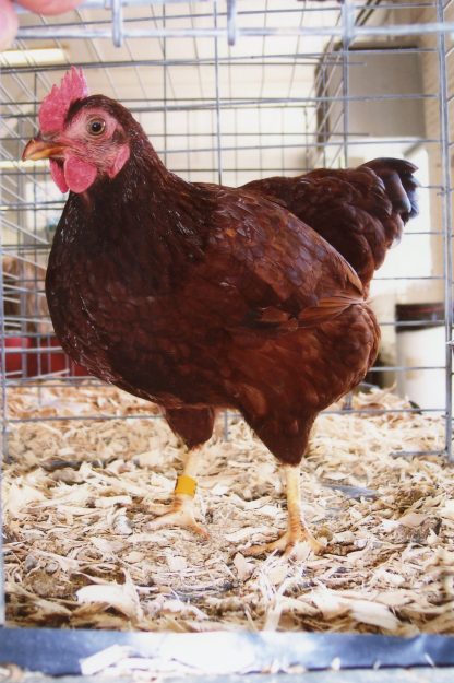 Rhode Island Red Bantam