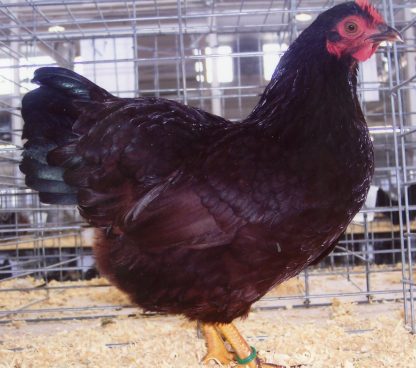 Rhode Island Red Bantam