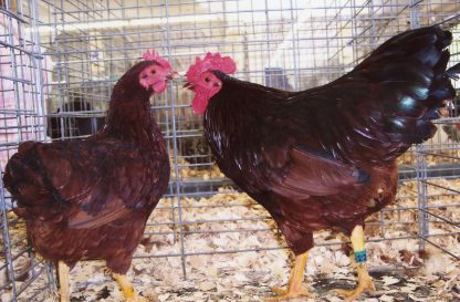 Rhode Island Red Bantam