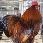 Golden Laced Cochin Bantam Rooster