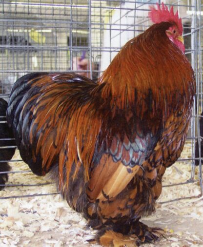 Golden Laced Cochin Bantam Rooster