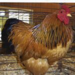 Buff Brahma Bantam Chicken Rooster