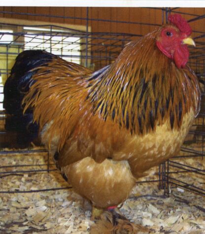 Buff Brahma Bantam Chicken Rooster