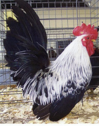 Gray Japanese Bantam