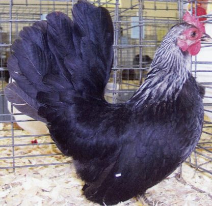 Gray Japanese Bantam