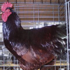 Cherry Eggers Chicken For Sale | Cackle Hatchery®