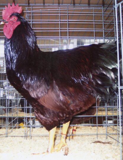 Cherry Eggers Chicken For Sale | Cackle Hatchery®