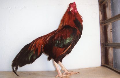 Black Breasted Red Cubalaya Bantam