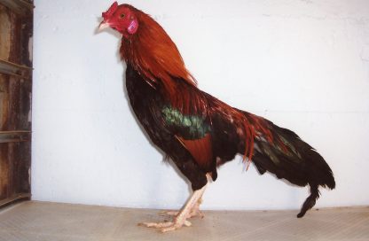 Black Breasted Red Cubalaya Bantam