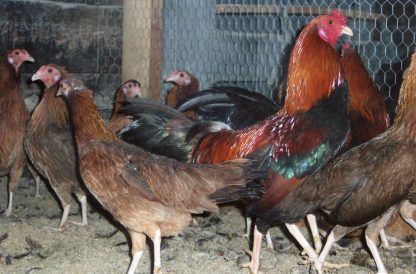 Black Breasted Red Cubalaya Bantams