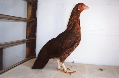 Black Breasted Red Cubalaya Bantam