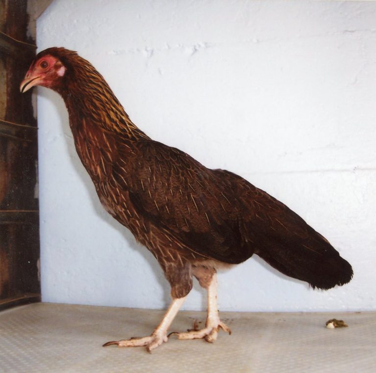 Black Breasted Red Cubalaya Bantam