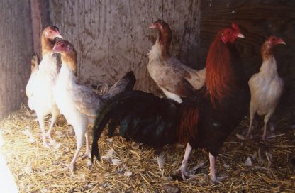 Wheaten Cubalaya Bantams