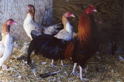 Wheaten Cubalaya Bantams