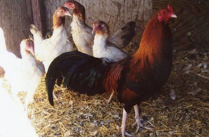 Wheaten Cubalaya Bantam