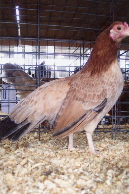 Wheaten Cubalaya Bantam