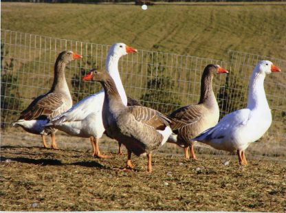 White Embden Geese