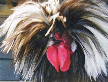 Chelsey Penterest, Headshot of a Blue Polish Rooster
