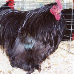 Black Cochin Bantam