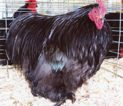 Black Cochin Bantam