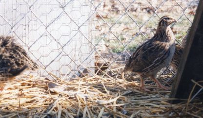 Pharaoh Coturnix Quail-4608