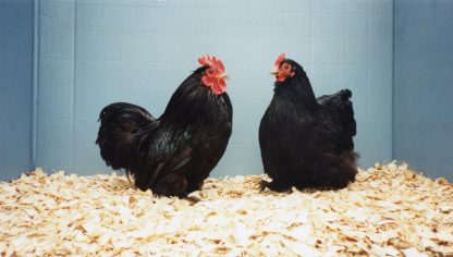 Black Cochin Bantam