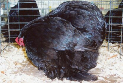 Black Cochin Bantam