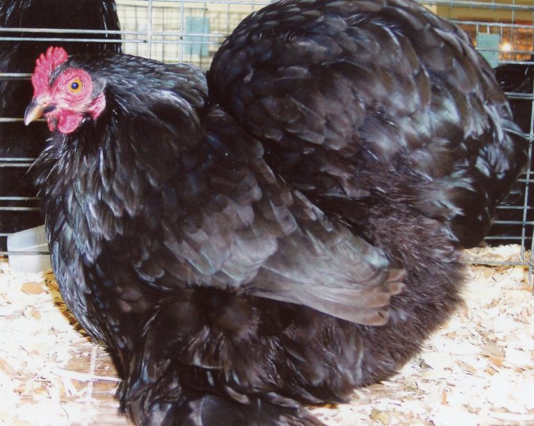 Black Cochin Bantam