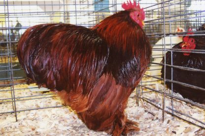 Red Cochin Bantam Chicken