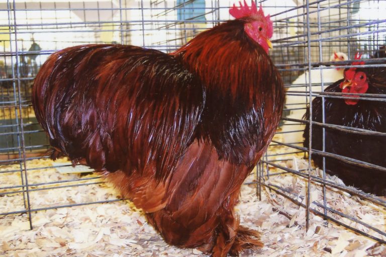 Red Cochin Bantam Chicken
