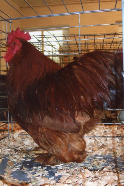 Red Cochin Bantam Chicken