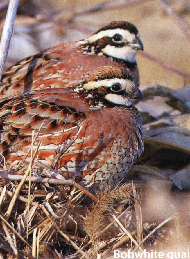 Northern Bobwhite Quail Hatching Eggs 25 NPIP and AI tested clean 