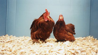 Red Cochin Bantam Chicken Rooster and Hen | Cackle Hatchery®