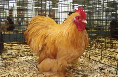 Buff Cochin Bantam