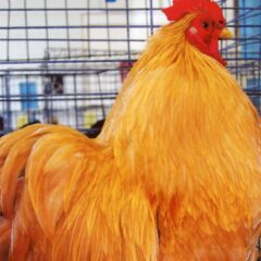 Buff Cochin Bantam Rooster