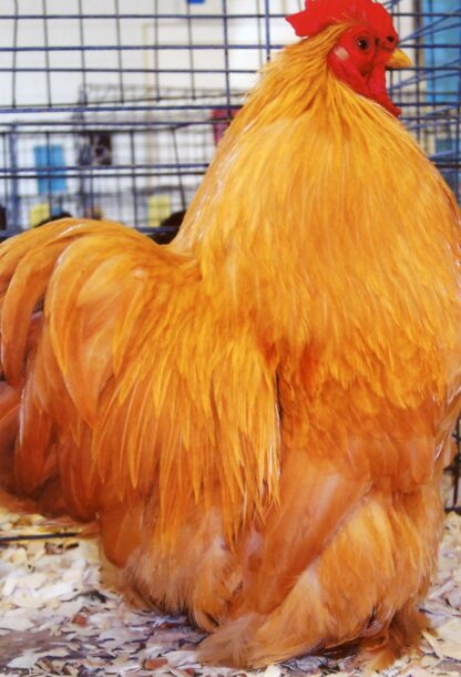 Buff Cochin Bantam Rooster