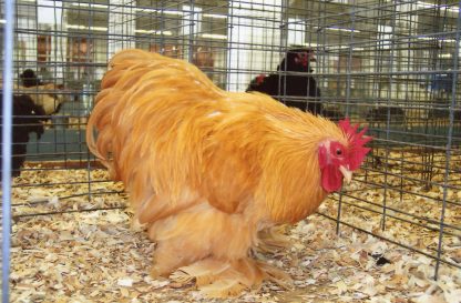 Buff Cochin Bantam